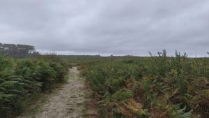 Balade en Forêt des Landes - Biscarrosse - 5