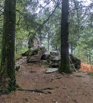 Balade sylvicole à Montrollet - Emilie - 6