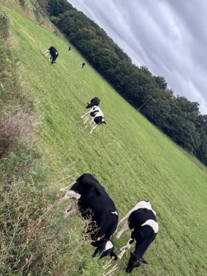 Balade au Bois du Mortier et campagne autour de Nouzilly - Souhir  - 2