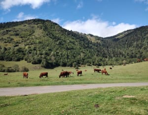 Le Plateau du Bénou et ses magnifiques pâturages - Rob - 11