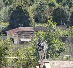Pulligny vers la vierge de Chaligny - Edwige - 5