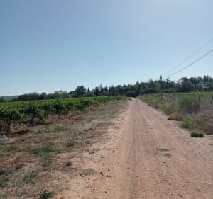 Autour de Reals - Murviel-lès-Béziers - 5