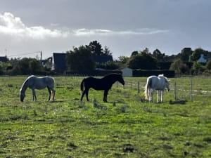De moerassen van zout - Xavier - 4