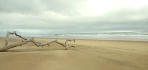 Boucle au départ de la Plage Nord à Lacanau-Océan - VESNA - 4