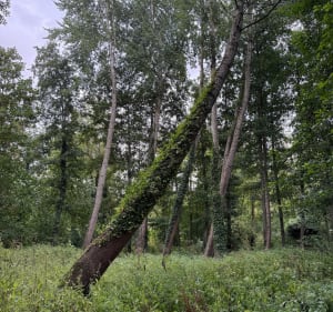 Parc de la Bouvaque - therese - 2