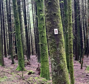 Sentier découverte de la forêt de Colroy-la-Roche - Colroy-la-Roche - 4