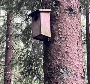 Sentier découverte de la forêt de Colroy-la-Roche - Colroy-la-Roche - 2