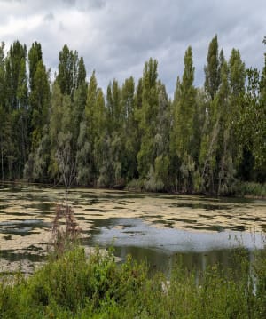 Bord de Loire - Goulois - 2