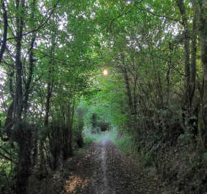 La Transylvestre - Denis - 5