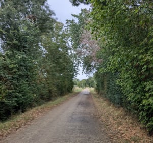 Tour entre Blaison et St Rémy la Varenne - Amelia - 4