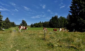 Balade au Mont d’Or et son panorama superbe sur les Alpes - Decathlon - 2