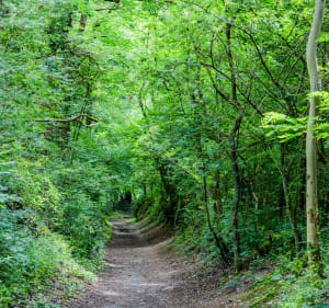Le bois de Serres et ses cabanes - Dardilly - 2