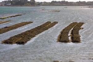 Plouhinec et virée bucolique sur la presqu'île de Nestadio - Plouhinec - 2