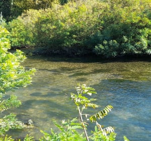 Balade Île d'Oiselet à Sorgues - Sorgues - 2
