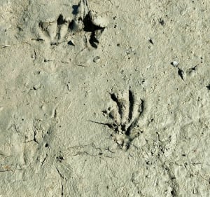 Réserve naturelle de l'estuaire de la Seine - Sandouville - 2