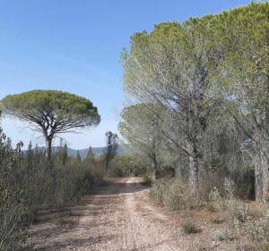 Petite reprise trail dans le canton de Palayson - Roquebrune-sur-Argens - 2
