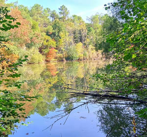 Rando entre forêts et étangs autour de Saint-Germain - Sandrine - 2