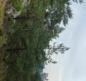 Les cents marches dans la Forêt des Trois pignons - Milly-la-Forêt - 2