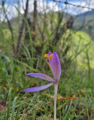 Le Plateau du Bénou et ses magnifiques pâturages - Gwendoline - 8