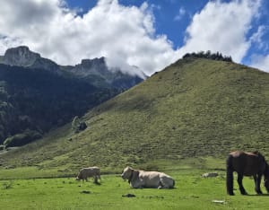 Le Plateau du Bénou et ses magnifiques pâturages - Gwendoline - 10