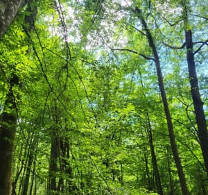 Les vergers de Lamonzie-Saint-Martin - Blandine - 2