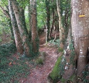 Écluse du Gueslin, étang des gressets depuis Peillac - Dominique - 2