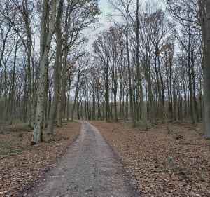 Lasy w okolicy miejscowości Pawłowo - Błażej - 2