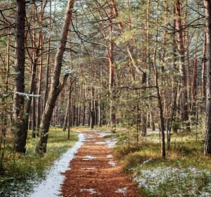 Pagórki, bagna i dzikie lasy niedaleko Jedliny - PATRYK - 2