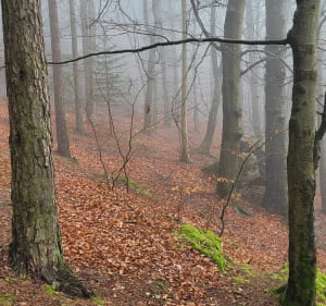 15 km w okolicy Suchedniowa - Suchedniów - 2