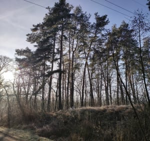 Droga z Goli do Dąbia, woj lubuskie - Magdalena - 2