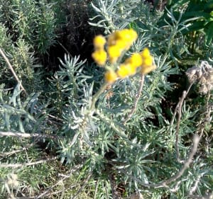 Boucle Moncale - Calenzana - Nirusu - 2