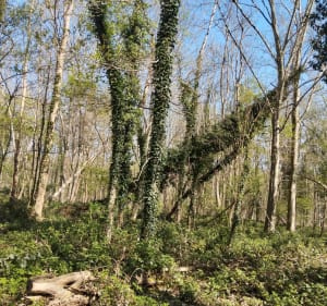 Balade en forêt avec une grotte en chemin - Valentin - 2