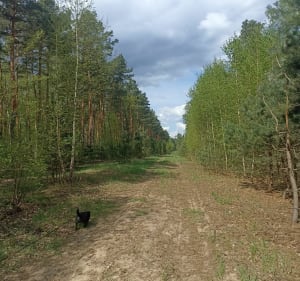 Spacer po lesie - Aneta - 2