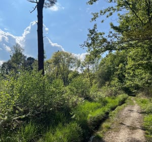Boucle au Bois de Rieumes - Rieumes - 2