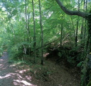 Dans les bois de Chierry - Emmanuelle - 2
