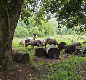 De Conteville à Condé-sur-Risle - Fanny - 2