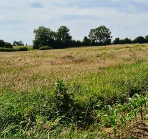 Petite boucle tranquille sur Neuf Manoir, Ledimghem - Lydie - 2