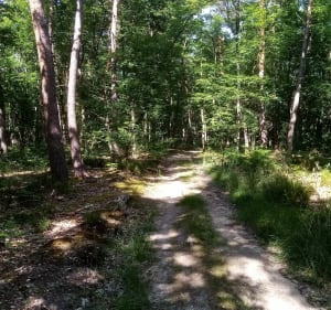 Bois de Missonet - Peschadoires - 2