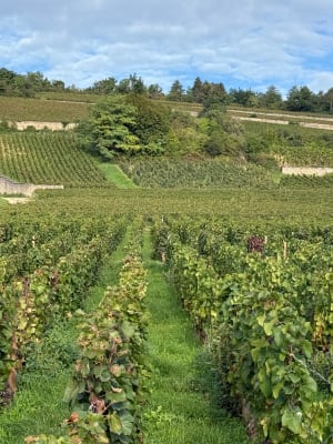 La côte dorée du Clos Vougeot à Morey-Saint-Denis - Lionel - 21