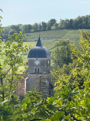 La côte dorée du Clos Vougeot à Morey-Saint-Denis - Lionel - 19