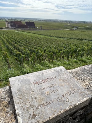 La côte dorée du Clos Vougeot à Morey-Saint-Denis - Lionel - 18