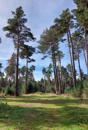 Circuit de La Forêt de la Matte VTT - Ludiluke34 - 2