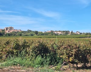 Balade dans les vignes à Espondeilhan, par Puimisson - CATHERINE - 3