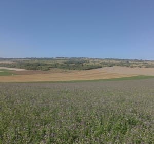 Wissant par la campagne - Séverine - 2