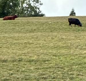 En passant par les haras de la vallée de la Touques - ROGER - 4