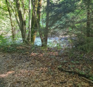 En sous-bois et ruisseaux autour du Mas et Toira - Corinne - 2