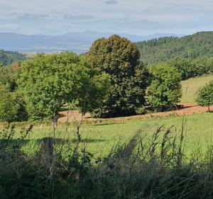 En sous-bois et ruisseaux autour du Mas et Toira - Corinne - 3