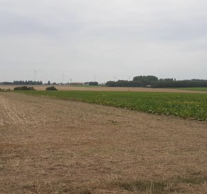 Les vignes de Maresquel-Ecquemicourt - Stephanie - 2