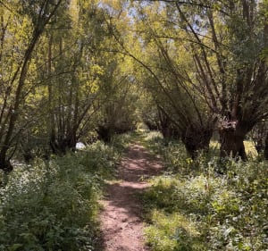 Ophemert : Waalbandijk - promenades sur les digues - Sophie - 2