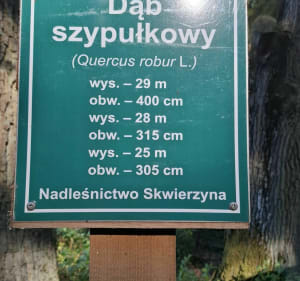 Do pomnika przyrody Trzy Dęby - Paweł - 2